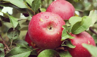 苹果功效与作用 苹果功效与作用营养