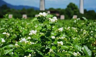 茉莉花种植 茉莉花种植方法与技巧