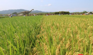 转基因和杂交最大区别 中国22种转基因水果