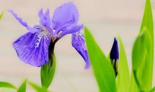 鸢尾花的寓意和花语（鸢尾的花语与寓意是什么）