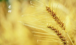 芒种节气谚语 芒种节气谚语及诗词