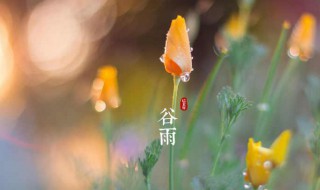 谷雨节气吃什么（谷雨节气吃什么肉食）