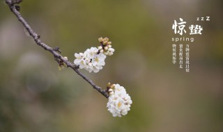 惊蛰节气是什么意思（惊蛰节气是什么意思!）