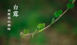 白露节气古诗词（白露节气的古诗4句白居易）