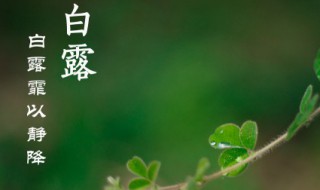 白露节气推荐语 白露节气语文手抄报