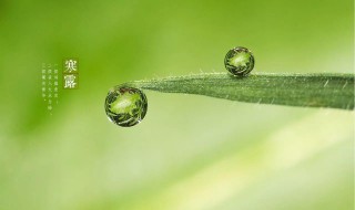 寒露节气的彦语（24节气寒露的谚语）