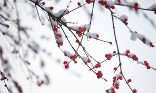 小雪节气是什么意思 何为小雪节气