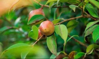 油茶种植技术（油茶种植技术大全）