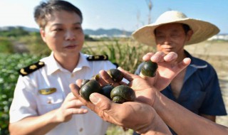 外来入侵物种有哪些 外来入侵物种有哪些危害