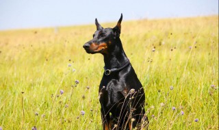 杜宾犬介绍（杜宾犬介绍视频）