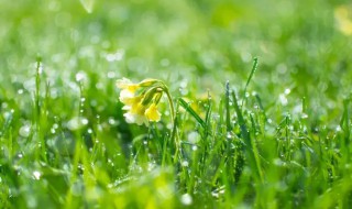 雨水节气养生知识（雨水节气养生知识讲座）