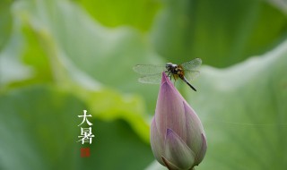 大暑节气的风俗食物（大暑节气有什么饮食禁忌）