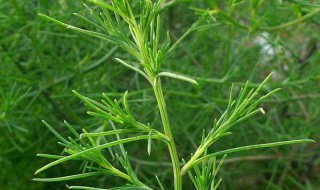 风滾草和猪毛菜的区别（风滚草有什么营养）