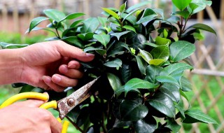 春季茶花怎么修剪 春季茶花修剪时间是几月