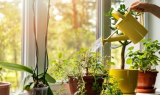 客厅里放什么植物好 客厅里放什么植物好养又招财