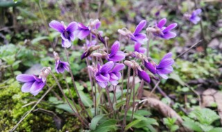 紫花地丁怎么吃好呢 紫花地丁吃什么好