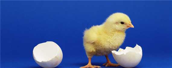 人工怎么孵化小鸡?