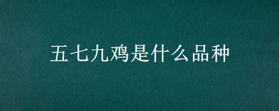 五七九鸡是什么品种