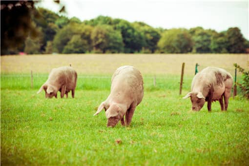 2022年春节猪价能否上涨？猪肉估计多少钱一斤？附各地最新价格