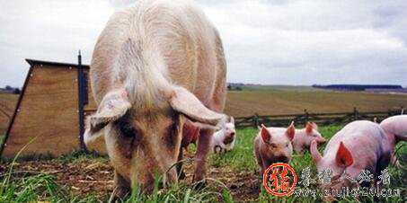 猪价明年或将大涨，但很多农村养猪人却很难过，因为？