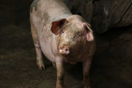 在农村养100头猪一年能赚多少钱