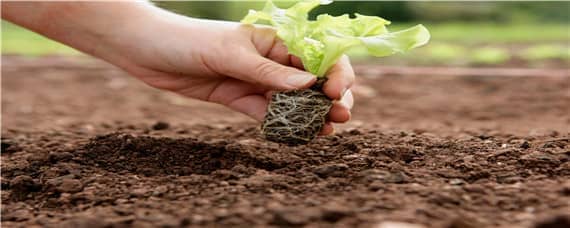 土壤改良的方法有哪些（土壤改良的方法有哪些?）