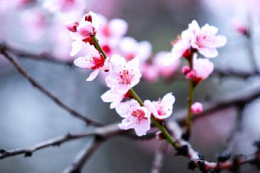 桃花的花期通常在几月（桃花几月开花?花期多长?）