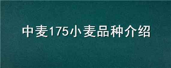 中麦175小麦品种介绍 中麦175麦种怎么样