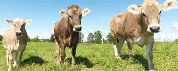 牛犊能承受零下多少度 零下十度新生牛犊能在外面吗