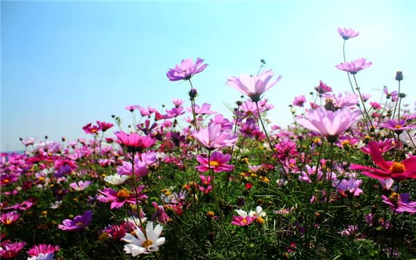 格桑花是多年生草本植物吗