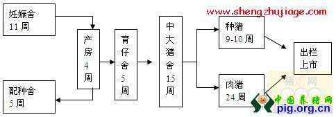 猪场生产工艺程序（养猪场的工艺技术流程）