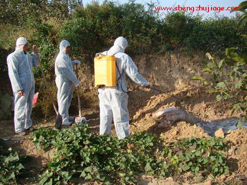 山西澄城：大力宣传推进病死猪无害化处理技术