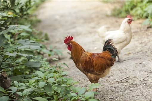 2022养鸡还能够挣钱吗 2021年养鸡能赚到钱吗