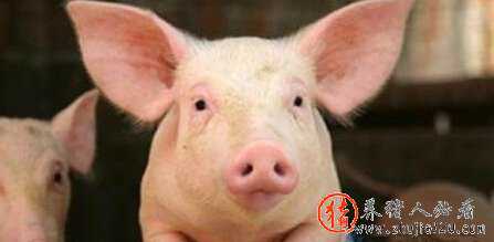 进口猪激增270%冲击国内市场 猪价终于停止狂奔