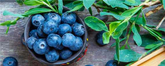 蓝莓适宜生长的士壤环境PH在（蓝莓种植土壤ph值）