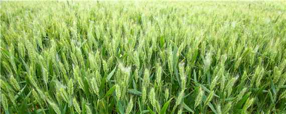11月种小麦每亩用多少种子 立冬种小麦每亩;用多少种子合适?