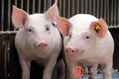 惊呆了！上半年拆迁淘汰母猪300万头 猪场淘汰母猪