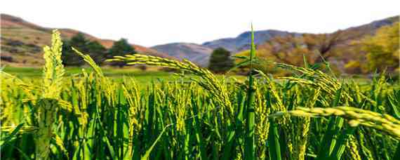 黑龙江省栽培的水稻品种为 黑龙江省栽培的水稻品种为(