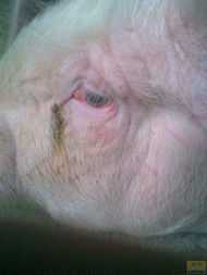 猪病诊断从猪眼睛辨别 猪眼睛是什么样的