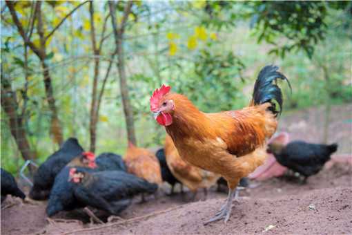 2021年养鸡1000只需投资多少钱 2021年养鸡行情怎么样?