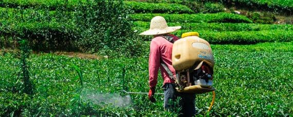 除草剂和百草枯一样吗 一把火除草剂和百草枯一样吗