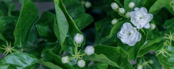 茉莉花病虫害有哪些 茉莉花病虫害有哪些危害