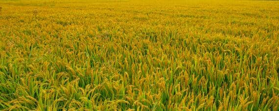 水稻淹水期不宜施哪种氮肥 水稻为什么要施加氮肥