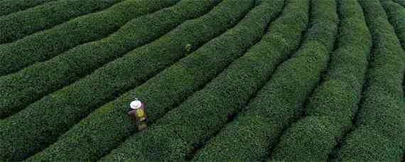 生态有机茶叶品质形成的关键技术 有机茶叶的种植与管理技术