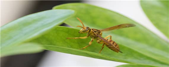 一窝马蜂大概培育出多少蜂王 马蜂蜂王养殖技术
