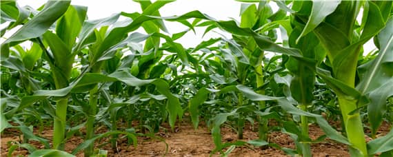 活杆成熟的玉米品种有哪些 活杆成熟的玉米品种有哪些505