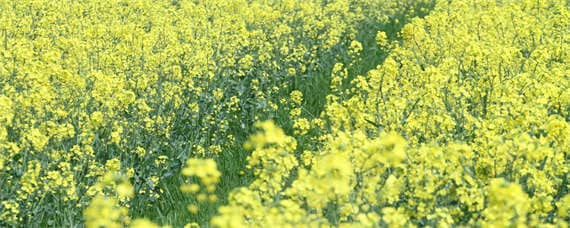 直播油菜田封闭除草剂用法（油菜田封闭除草剂有哪些）