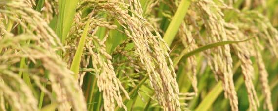 水稻打捆的具体方法 水稻打捆的具体方法及注意事项