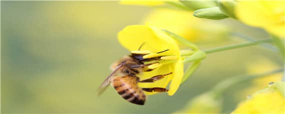 隧蜂的繁殖规律（隧蜂每年繁殖几次）