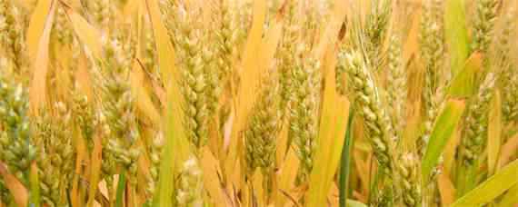 小麦拌种100斤麦用多少水（拌一百斤麦种用多少水）